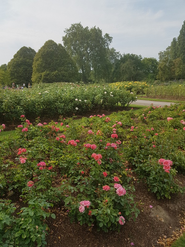 'Queen Mary's Gardens'  photo