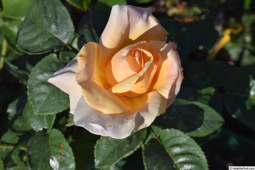 'Our Golden Son' rose photo