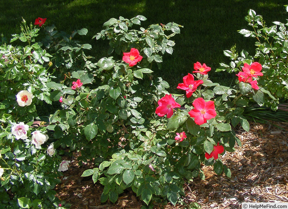 'Home Run ™(shrub, Carruth 2001)' rose photo