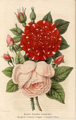 'Eudoxie (noisette, Cherpin, 1852)' rose photo