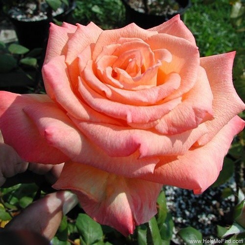'Hollywood Star' rose photo