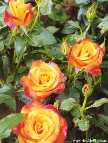 'Katiroy' rose photo