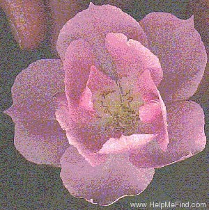 'BQ01' rose photo