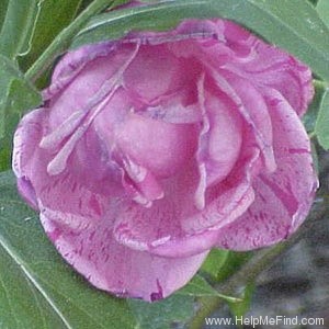'Madame Driout' rose photo
