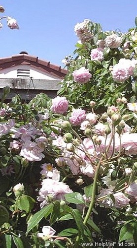 'Annie Laurie McDowell' rose photo