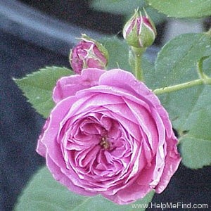 'Madame Nérard' rose photo