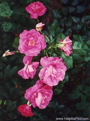 'Manou Meilland ®' rose photo