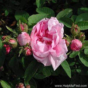 'Marie de Blois' rose photo