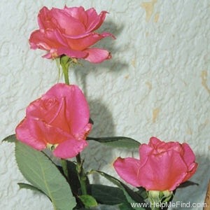 'Marijke Koopman' rose photo
