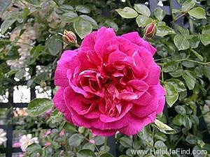 'Alexander Girault' rose photo