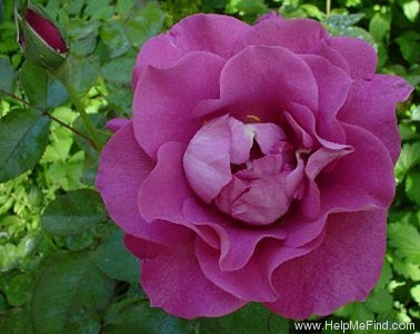 'Audrey's Rose' rose photo