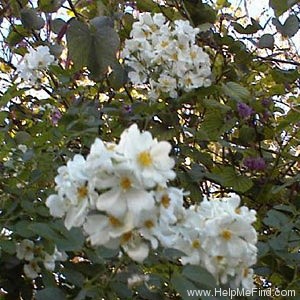 'The Gift' rose photo