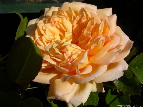 'Oshun' rose photo