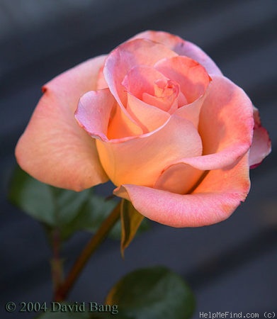 'Frivolous Pink' rose photo