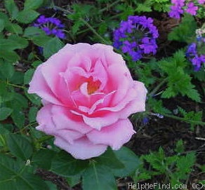 'Les Sjulin' rose photo