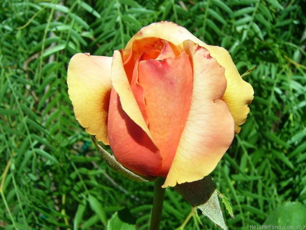'Lolita ® (hybrid tea, Kordes 1972)' rose photo