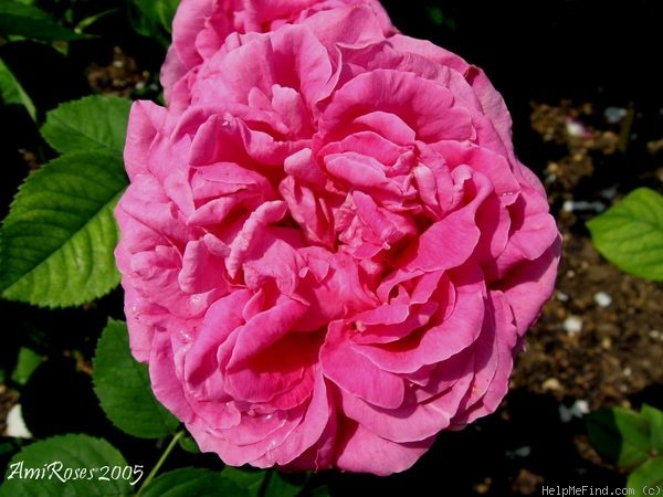 'Baronne de Prailly' rose photo