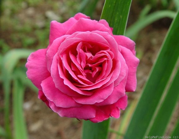 'Stephanie Diane' rose photo
