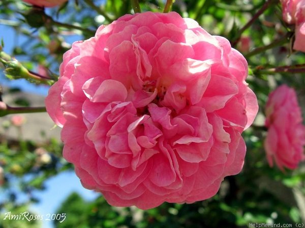 'Jean Girin' rose photo