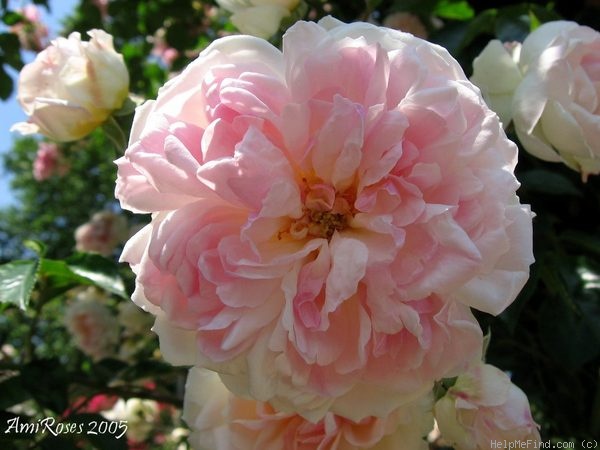 'Claude Rabbe' rose photo