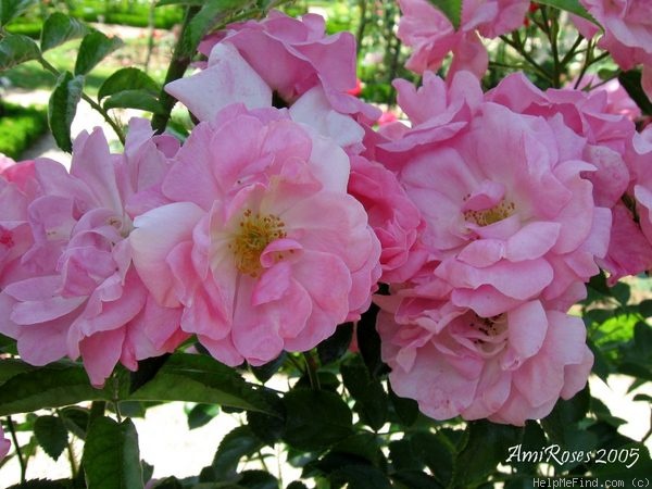 'Fragezeichen (hybrid wichurana, Böttner, 1910)' rose photo