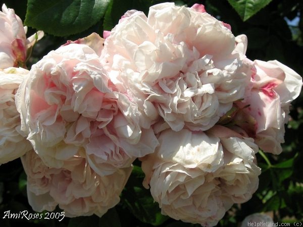 'Madame Constans' rose photo