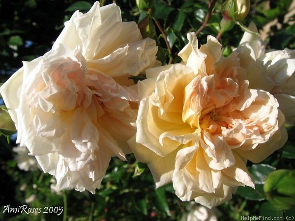 'Alexandre Trémouillet' rose photo