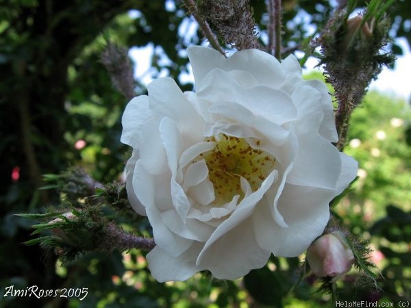 'Wichmoss' rose photo