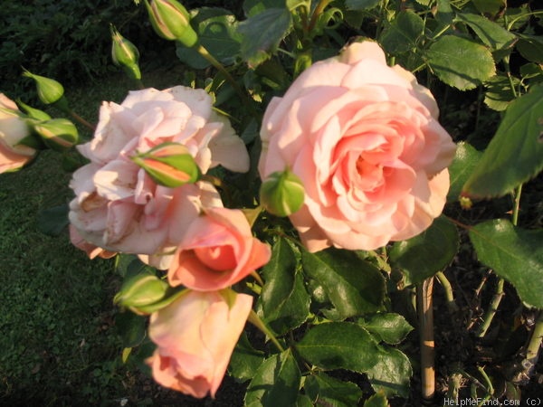 'Königin Margrethe' rose photo