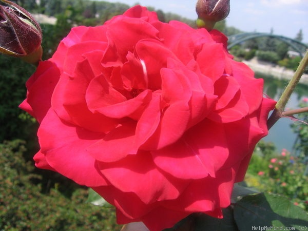 'John S. Armstrong' rose photo