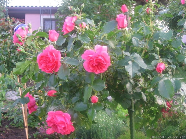 'Rosarium Uetersen' rose photo