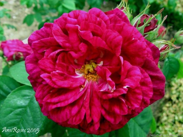 'Roi des Pourpres (syn. 'Rose du Roi à Fleurs Pourpres)' rose photo