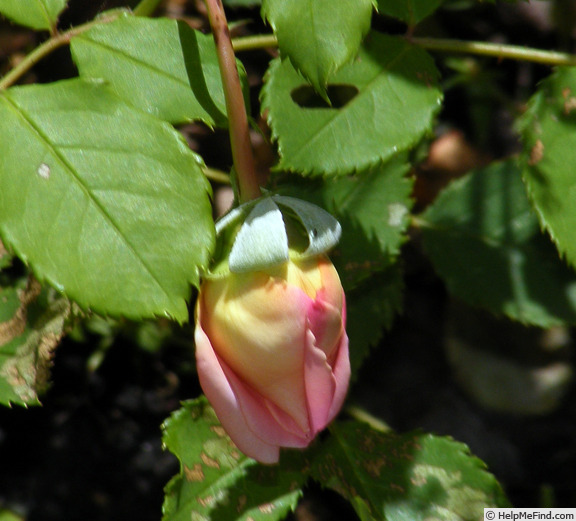'Jubilee Celebration (shrub, Austin 2002)' rose photo
