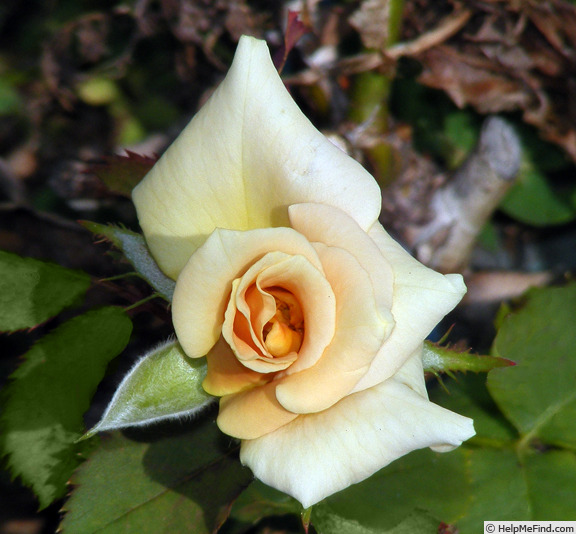 'Nancy Jean ™' rose photo