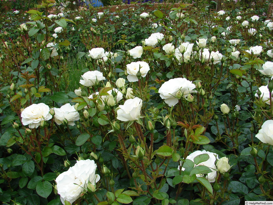 'Weisse Wolke (shrub, Proll/Kordes, 2003/15)' rose photo