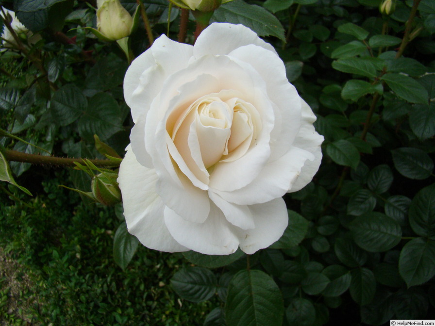 'Weisse Wolke (shrub, Proll/Kordes, 2003/15)' rose photo