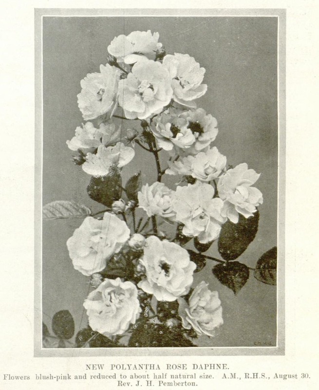 'Daphne (Hybrid Musk, Pemberton, 1912)' rose photo