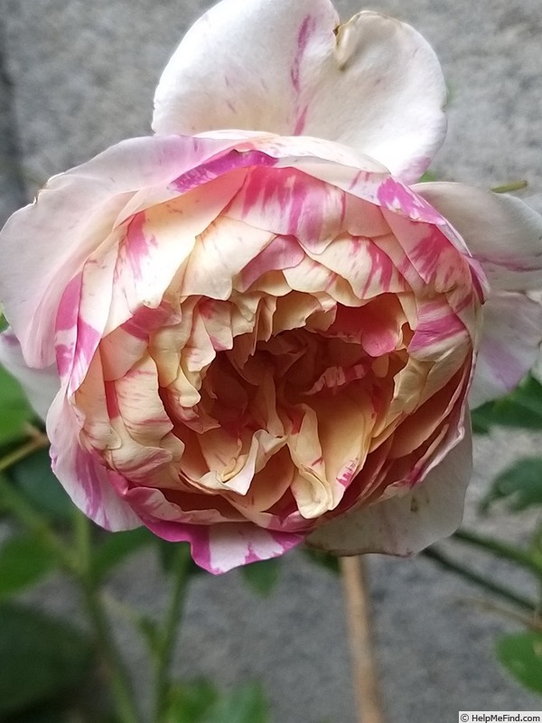 'Julie Andrieu ®' rose photo