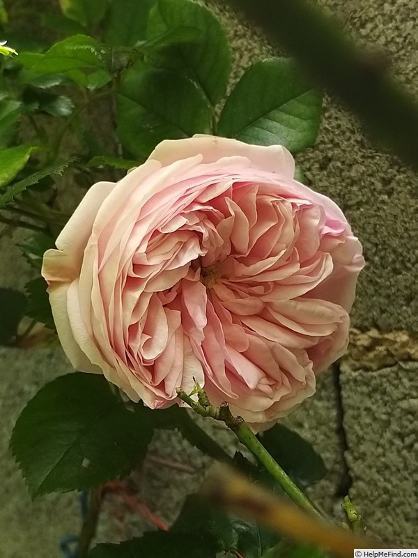 'Alhambra' rose photo