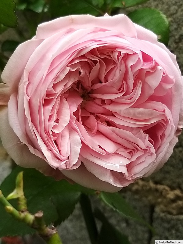 'Alhambra' rose photo