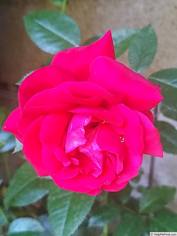 'Grimpant Le Grand Huit®' rose photo