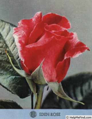 'Eden Rose (hybrid tea, Meilland, 1949)' rose photo