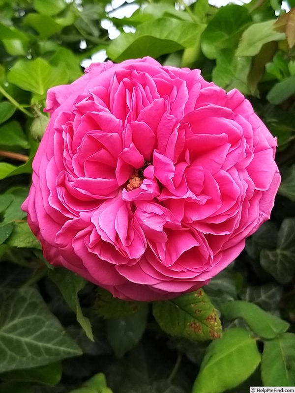 'Madame Isaac Pereire (Bourbon, Garcon, 1876)' rose photo