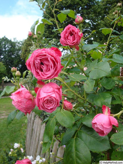 'Helga Matura' rose photo