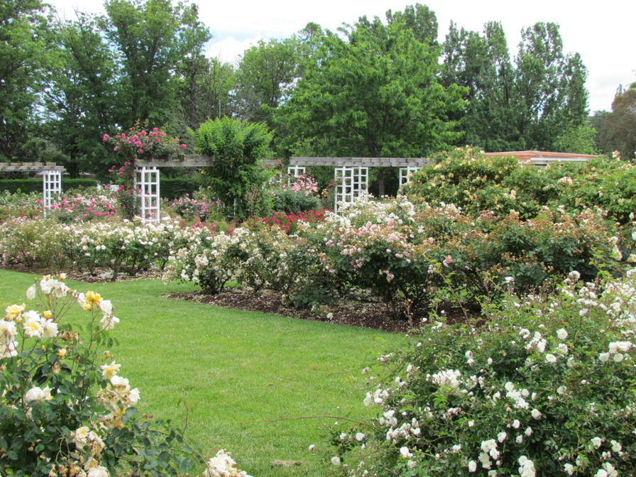 'Old Parliament House Gardens - Rex Hazlewood Rose Garden'  photo