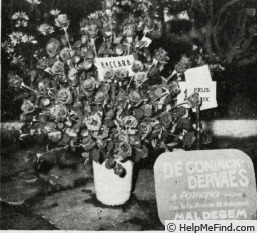'Baccará ® (Hybrid Tea, Meilland, 1954)' rose photo