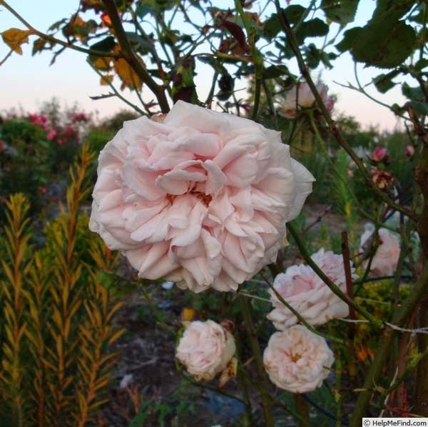 'Gribaldo Nicola' rose photo