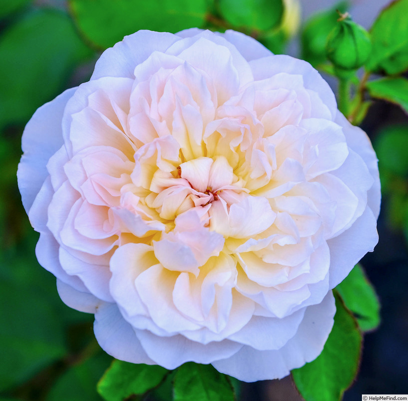 'Mary Magdalene' rose photo