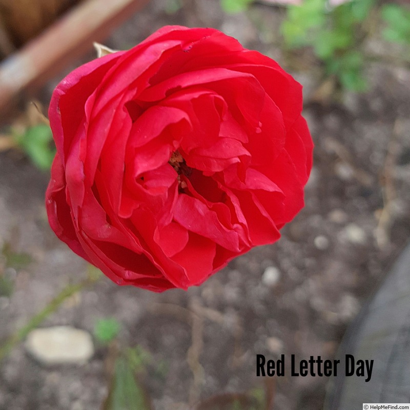 'Red Letter Day (shrub, Beales, 2012)' rose photo