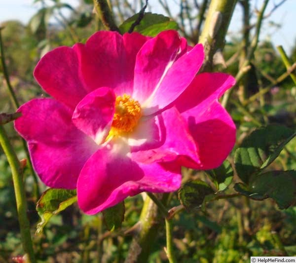 '<i>R. aschersoniana</i>' rose photo